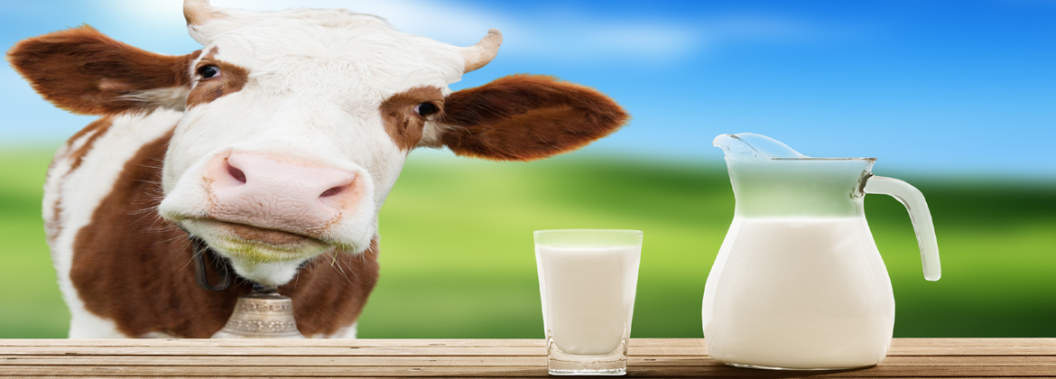 Holland Milk